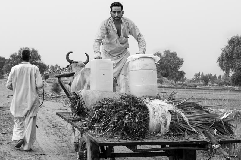 Rural Drinking Water Challenges - Transporting home containers filled with ‘sweet’ water brought from agricultural fields in Fazilka district, Punjab